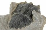 Bargain, 2.5" Hollardops Trilobite Fossil - Ofaten, Morocco - #197122-5